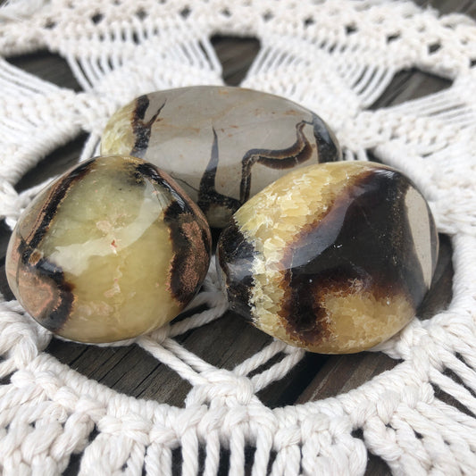 Septarian Palm Stone